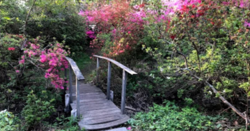 A wooden bridge crosses a lush path surrounded by vibrant pink and green foliage.