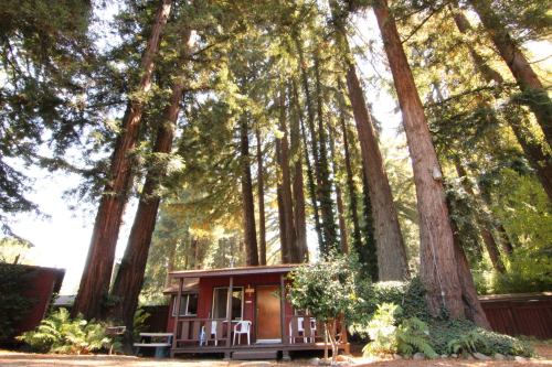 A cozy cabin nestled among tall redwood trees, surrounded by lush greenery and dappled sunlight.