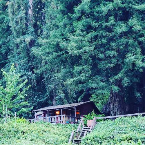 A wooden cabin nestled among tall green trees in a serene forest setting. Steps lead up to the cabin.