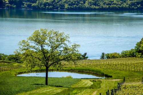 A serene landscape featuring a tree by a pond, surrounded by lush vineyards and a calm lake in the background.