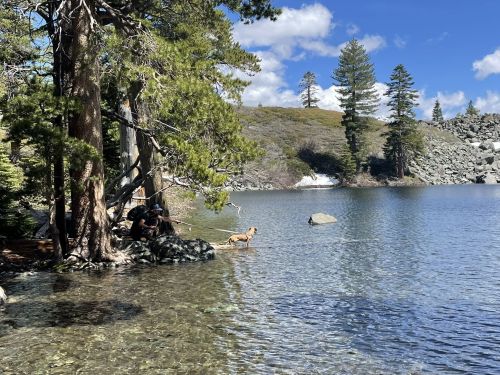 A person and a dog wade in a clear lake surrounded by trees and rocky terrain under a blue sky with clouds.