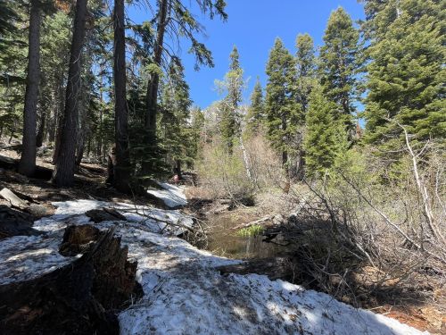 A serene forest scene with tall trees, a small stream, and patches of snow on the ground under a clear blue sky.