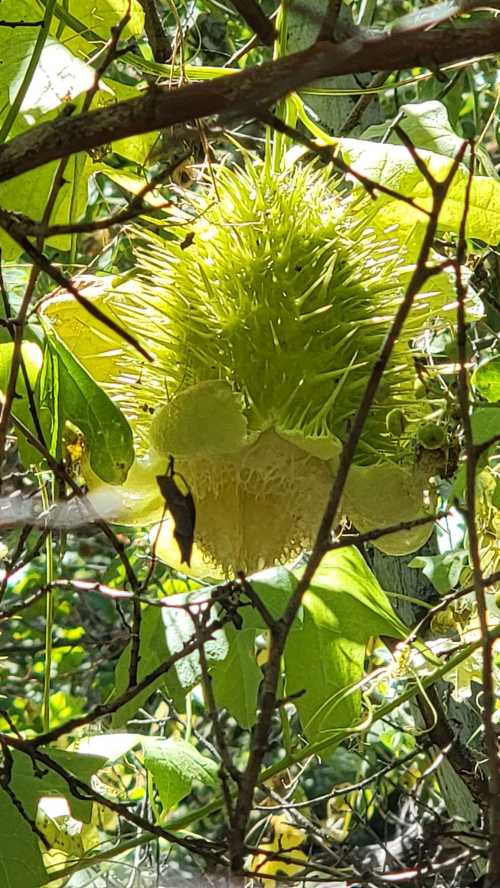 A spiky green fruit hanging among leaves in a dense, natural setting.