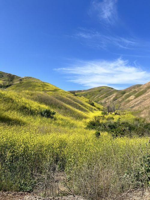 Vibrant yellow wildflowers blanket rolling hills under a clear blue sky, with wispy clouds in the background.