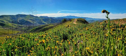 A vibrant landscape of rolling green hills dotted with yellow wildflowers under a clear blue sky.