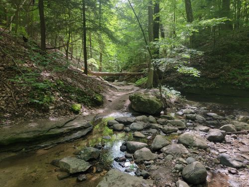 A serene forest scene with a rocky stream, lush greenery, and a fallen log crossing the water.