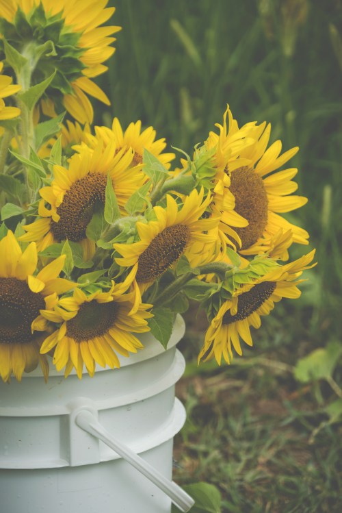 A white bucket filled with vibrant sunflowers, set against a green grassy background.