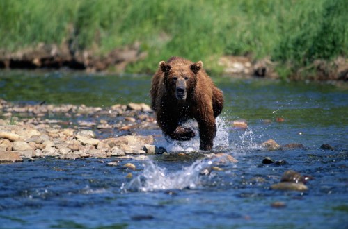 A brown bear running through a river, splashing water, with green grass in the background.