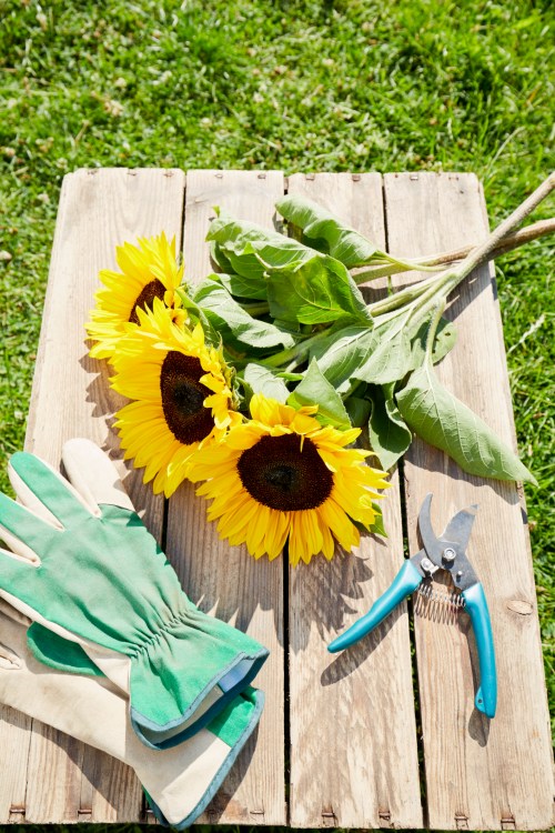 A wooden table with sunflowers, gardening gloves, and pruning shears on green grass.