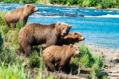 Four brown bears stand on the riverbank, surrounded by green grass and a flowing blue river in the background.
