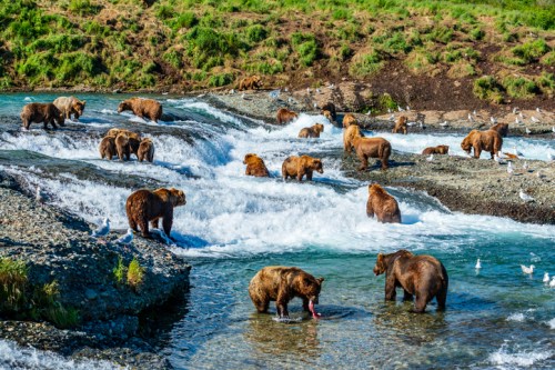 A scenic river with multiple brown bears fishing and playing among the rushing water and rocky banks.