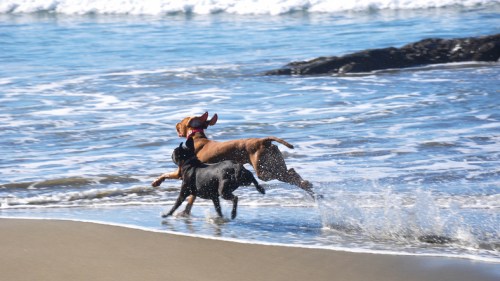 Two dogs playfully running along the beach, splashing through the waves under a sunny sky.