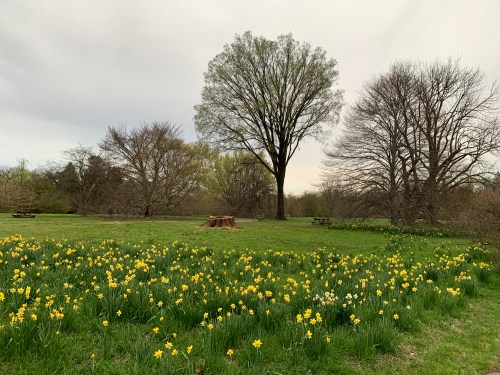 A grassy park with blooming yellow daffodils, surrounded by trees under a cloudy sky.