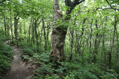 A winding path through a lush green forest with tall trees and dense foliage.