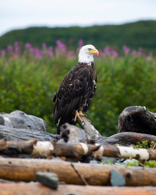 A bald eagle perched on a log, surrounded by greenery and purple flowers in the background.