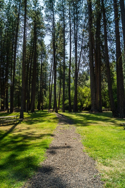 A gravel path winds through a lush green park, lined with tall trees and picnic tables under a clear blue sky.