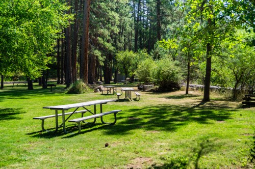 A serene park scene with picnic tables surrounded by lush green grass and tall trees in a sunny setting.