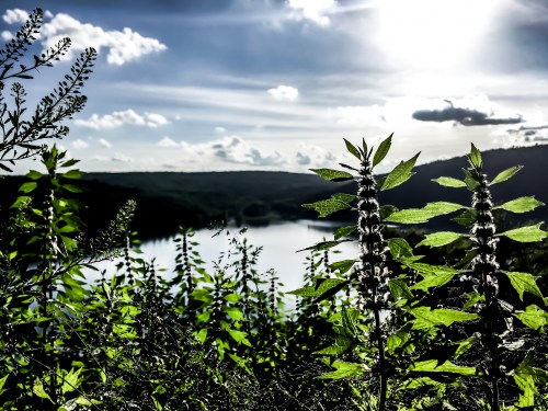 Lush green plants in the foreground with a serene lake and cloudy sky in the background, illuminated by sunlight.