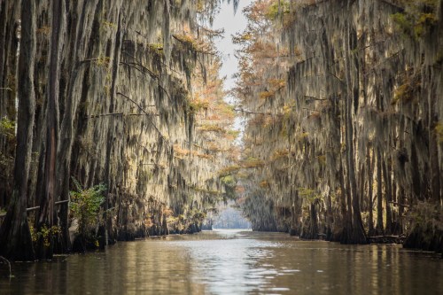 A serene river surrounded by tall trees draped in Spanish moss, reflecting in the calm water.