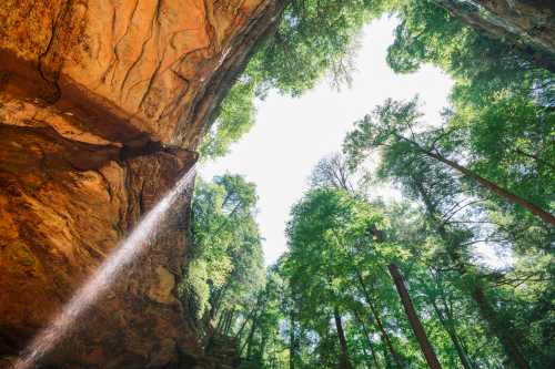 View of a lush forest from below a rocky overhang, with sunlight filtering through the trees and a waterfall in the distance.