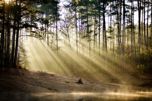 Sunlight streams through tall trees, illuminating a misty forest scene by the water's edge.