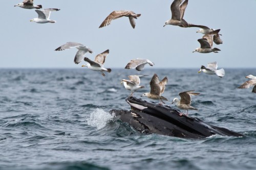 A whale surfaces in the ocean, surrounded by a flock of seagulls flying above the water.