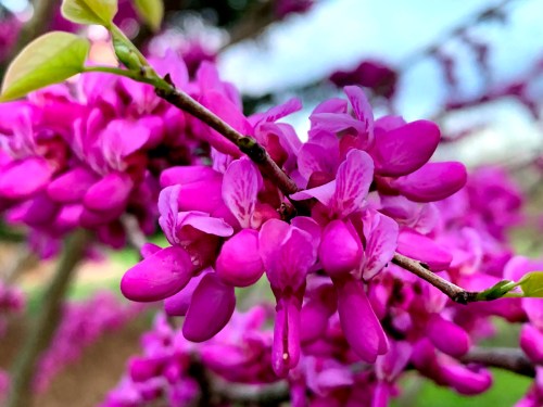 Close-up of vibrant pink flowers blooming on a branch, with soft green leaves in the background.