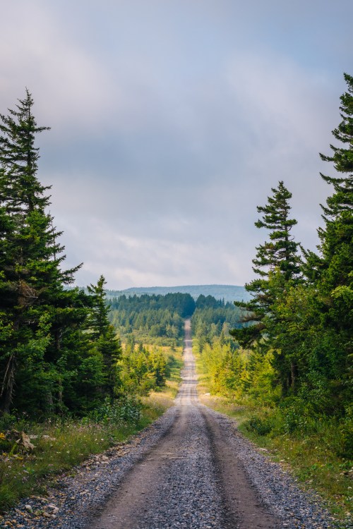 A gravel road stretches through a lush green forest, leading towards distant hills under a cloudy sky.
