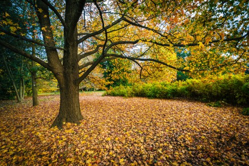 A serene autumn scene featuring a large tree surrounded by colorful fallen leaves and lush greenery.