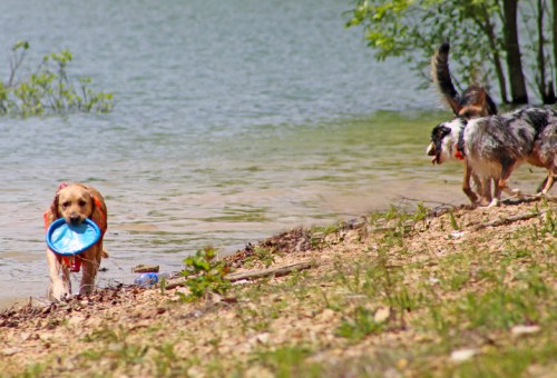Two dogs play by a lake; one carries a blue frisbee while the other walks along the shore.