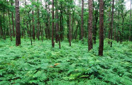 Lush green forest with tall trees and a dense undergrowth of ferns, creating a serene natural landscape.