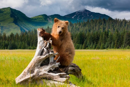 A brown bear sits on a log in a grassy field, surrounded by mountains and dense forest under a cloudy sky.