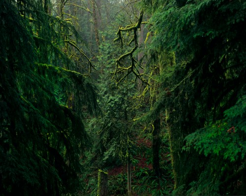 Lush green forest with moss-covered trees and dense foliage, creating a serene and misty atmosphere.