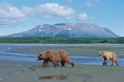 Two brown bears walk along a riverbank with a mountainous landscape in the background under a blue sky.