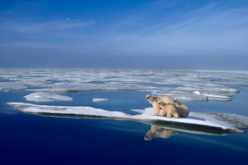 A polar bear and her cub stand on a small ice floe, surrounded by calm blue waters and a clear sky.