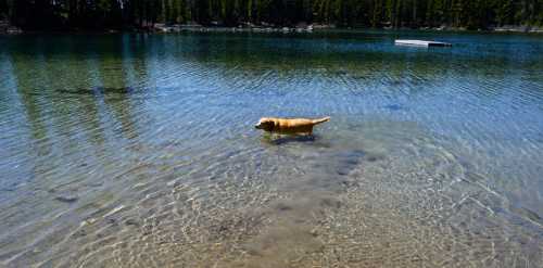 A golden retriever wades through clear water at a serene lake surrounded by trees.