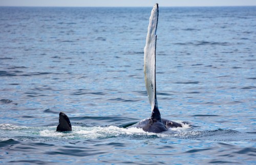 A whale breaches the surface of the water, its fin and tail visible against a calm ocean backdrop.