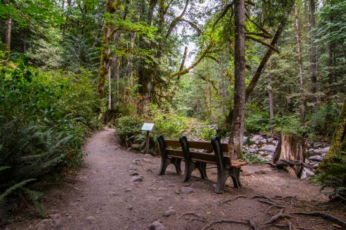 A peaceful forest path with a wooden bench beside a stream, surrounded by lush greenery and tall trees.
