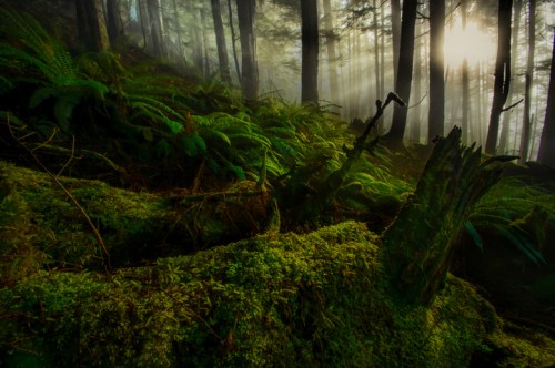 A misty forest scene with lush green ferns and moss-covered logs, illuminated by soft sunlight filtering through trees.