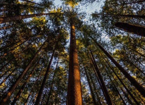 Looking up at tall trees in a dense forest, with sunlight filtering through the leaves and a clear blue sky above.