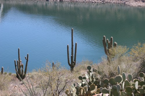 A serene landscape featuring cacti by a calm blue lake, surrounded by rocky terrain and greenery.