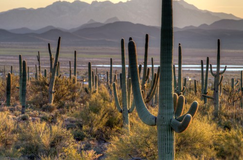 A desert landscape featuring tall saguaro cacti with mountains in the background during golden hour.