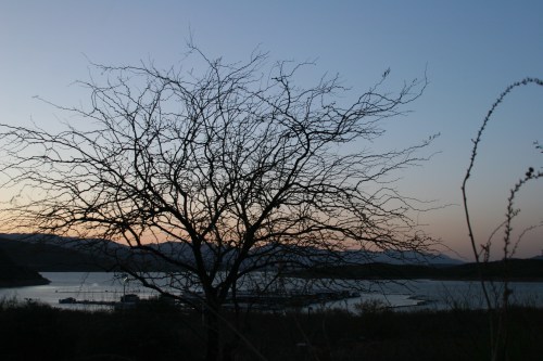 Silhouetted tree branches against a twilight sky over a calm lake, with distant mountains in the background.
