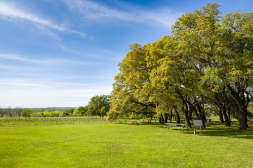 A sunny vineyard landscape with lush green grass, large trees, and a clear blue sky.