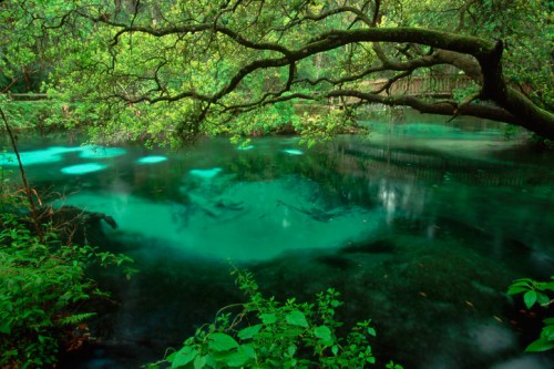 A serene, green landscape featuring a clear, turquoise pond surrounded by lush foliage and overhanging branches.