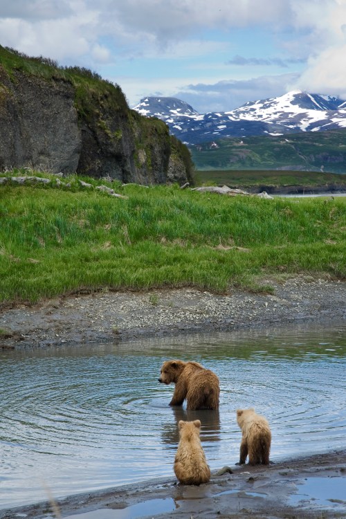 A mother bear and two cubs wade in a shallow stream, surrounded by lush grass and snow-capped mountains in the background.
