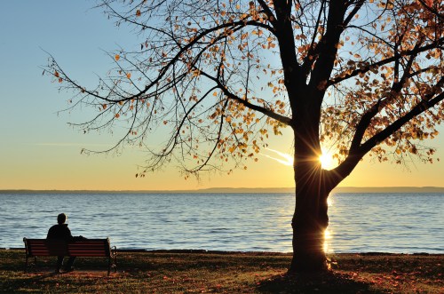 A person sits on a bench by the water, watching the sunset through a tree with autumn leaves.