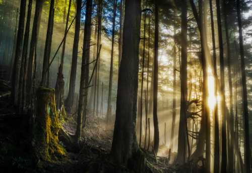 Sunlight filters through misty trees in a dense forest, creating a serene and magical atmosphere.