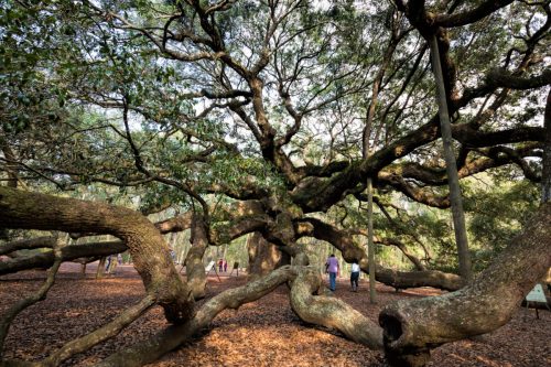 A sprawling tree with thick branches in a wooded area, with people walking along a path covered in fallen leaves.