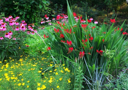 A vibrant garden featuring pink coneflowers, yellow flowers, and striking red blooms among lush green foliage.